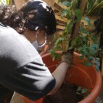 Transplante de los plantines de la especie ???????????????????????????????????????? ????????????????????????????, dando un tiempo prudencial para su adaptación.