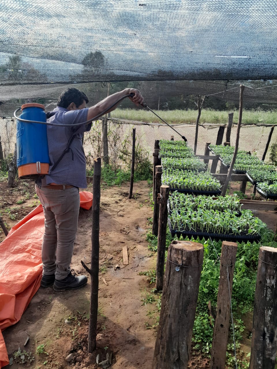 Respuesta del cultivo de sandía (Citrullos lanatus) a dosis de fósforo y estiércol vacuno